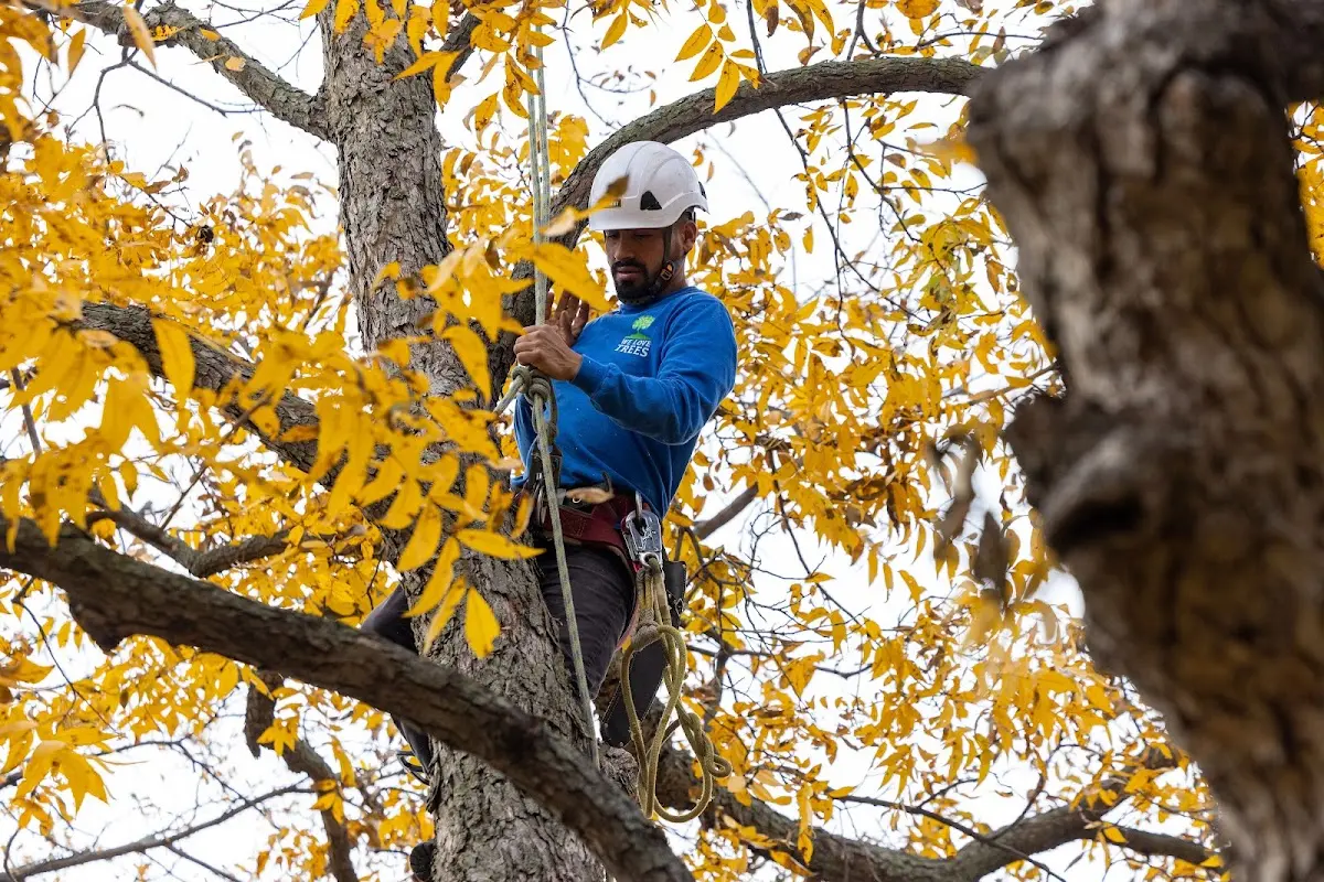 Skilled Tree Pruning crew working in Travis Afb
