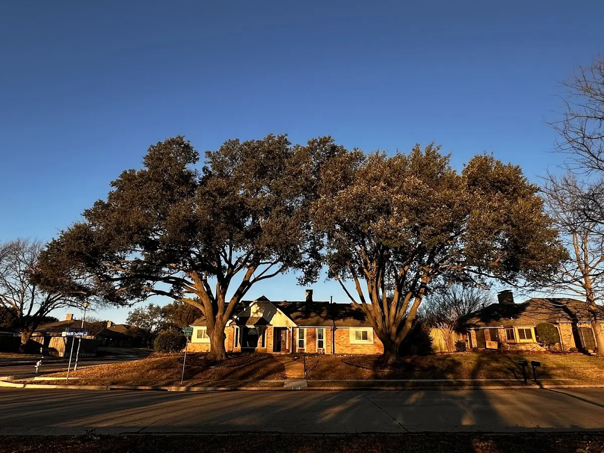 Established residential canopy tree shading a home in Travis Afb